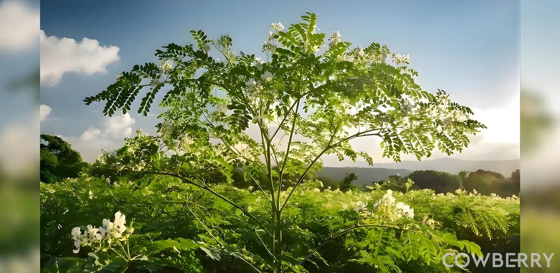 Moringa: The High-Value Crop Perfect for Organic Farming Systems